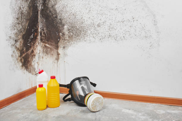 Best Mold Removal and Inspection  in Highland Park, TX