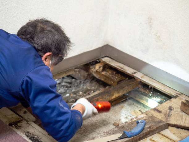 Best Crawl Space Mold Removal  in Highland Park, TX
