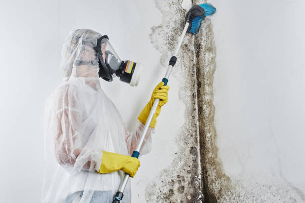 Office Mold Removal Services in Highland Park, TX