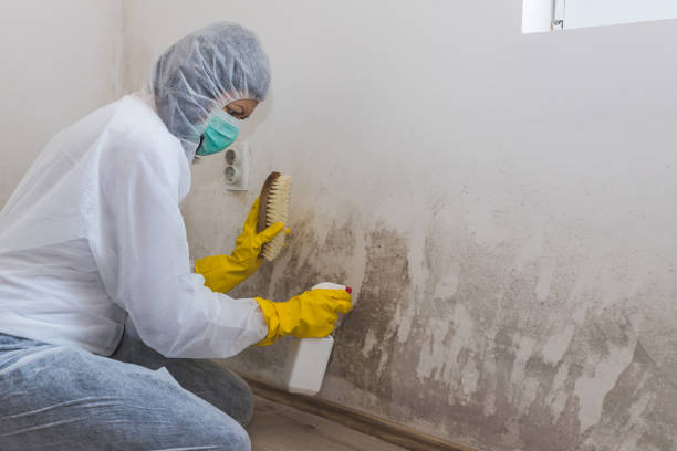 Best Mold Remediation Services  in Highland Park, TX