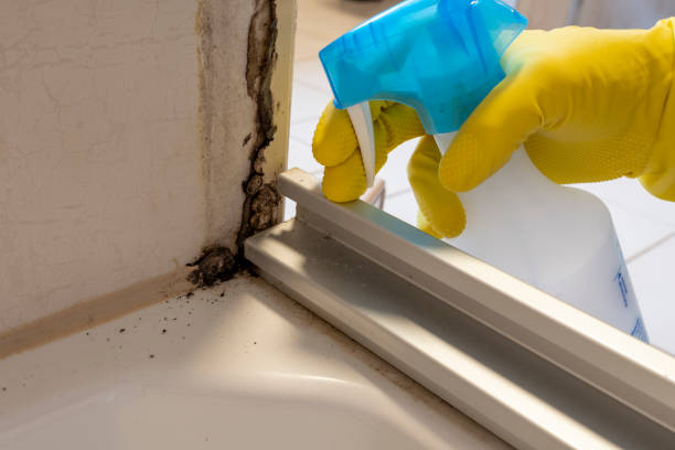 Best Attic Mold Removal  in Highland Park, TX