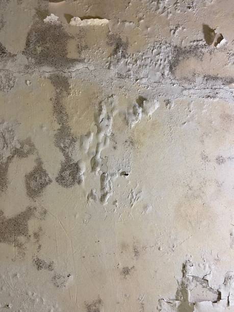 Best Certified Mold Removal  in Highland Park, TX