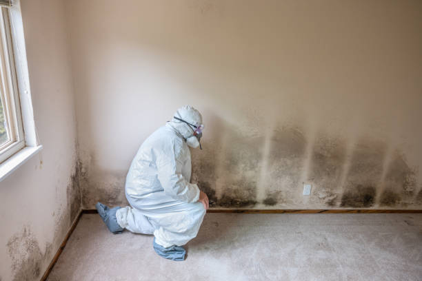 Best Commercial Mold Removal  in Highland Park, TX
