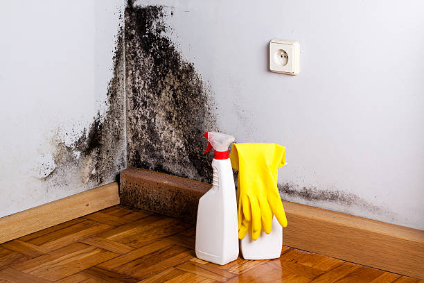 Best Professional Mold Removal  in Highland Park, TX
