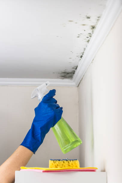 Best Local Mold Removal Service  in Highland Park, TX