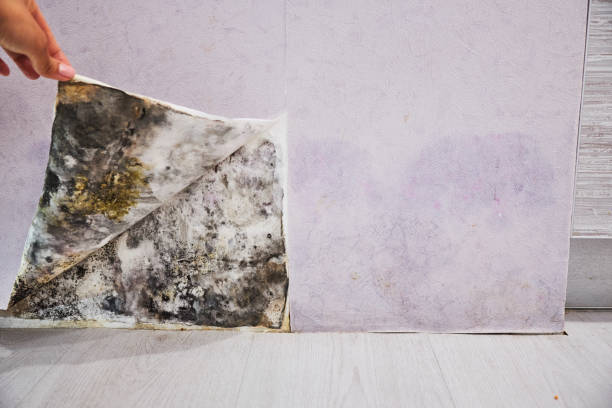 Best Best Mold Removal Companies  in Highland Park, TX